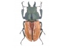 Neolucanus