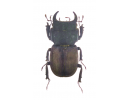 Noseolucanus