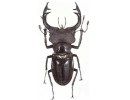 Lucanus