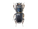 Nigidius