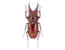 Prismognathus