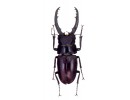 Prosopocoilus