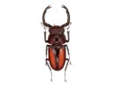 Rhaetulus