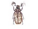 Melolonthidae