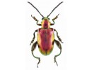 Other Coleoptera
