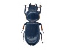 Passalidae