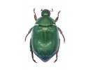 Rutelidae