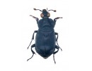 Silphidae