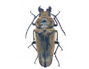 Trictenotomidae