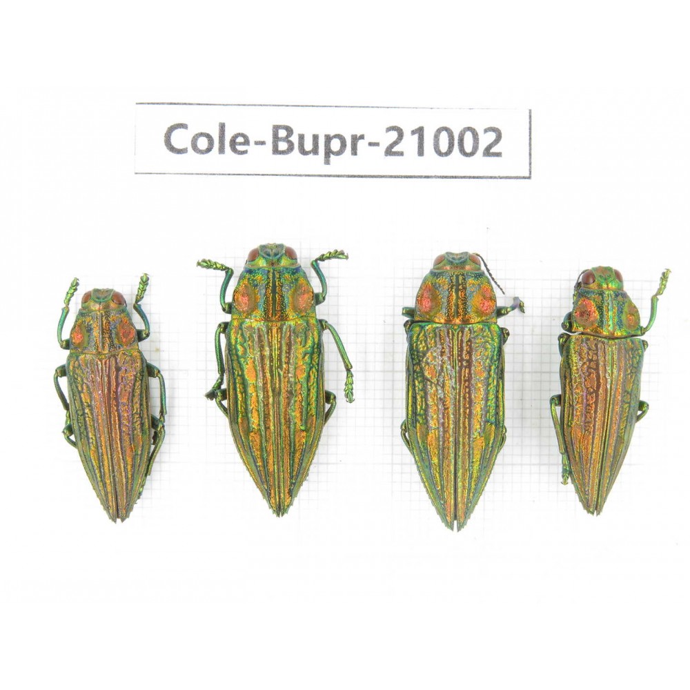 Buprestidae sp.  Indonesia, Yapen Island. 4Pcs. Cole-Bupr-21002.