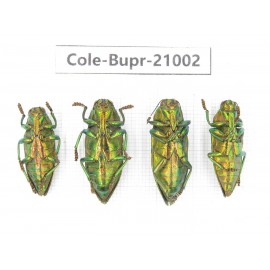 Buprestidae sp.  Indonesia, Yapen Island. 4Pcs. Cole-Bupr-21002.