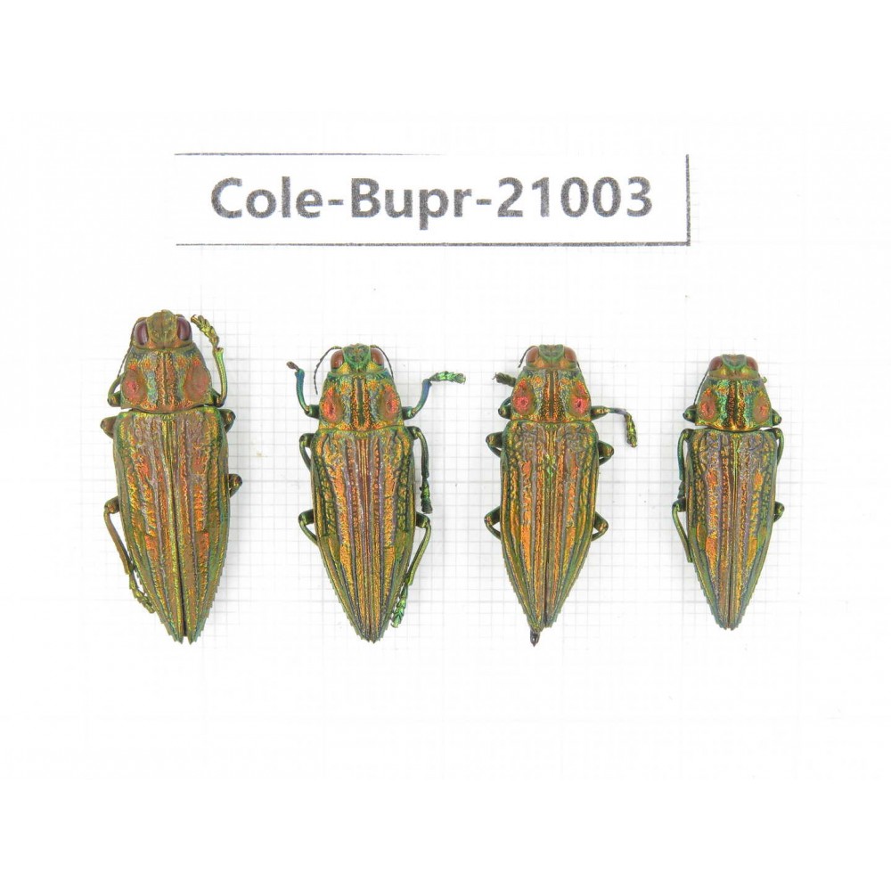 Buprestidae sp. Indonesia, Yapen Island. 4Pcs. Cole-Bupr-21003.