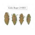 Buprestidae sp. Indonesia, Yapen Island. 4Pcs. Cole-Bupr-21003.