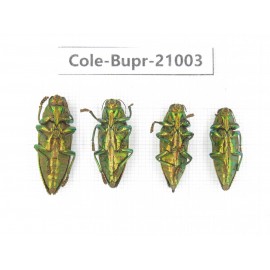 Buprestidae sp. Indonesia, Yapen Island. 4Pcs. Cole-Bupr-21003.