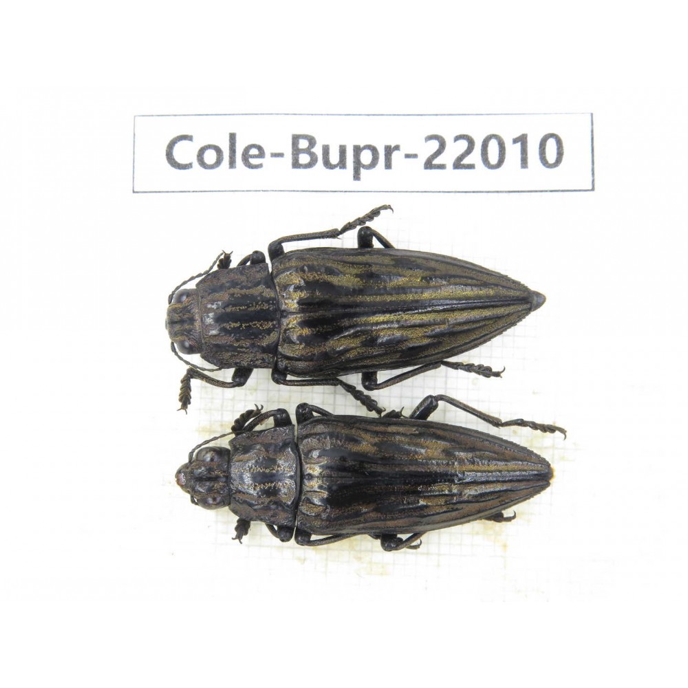 Buprestidae sp. China, Guizhou, Qiandongnan, Mt.Leigongshan. 2Pcs. Cole-Bupr-22010.