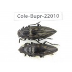 Buprestidae sp. China, Guizhou, Qiandongnan, Mt.Leigongshan. 2Pcs. Cole-Bupr-22010.
