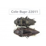 Buprestidae sp. China, Guizhou, Qiandongnan, Mt.Leigongshan. 2Pcs. Cole-Bupr-22011.
