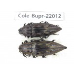 Buprestidae sp. China, Guizhou, Qiandongnan, Mt.Leigongshan. 2Pcs. Cole-Bupr-22012.