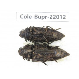 Buprestidae sp. China, Guizhou, Qiandongnan, Mt.Leigongshan. 2Pcs. Cole-Bupr-22012.