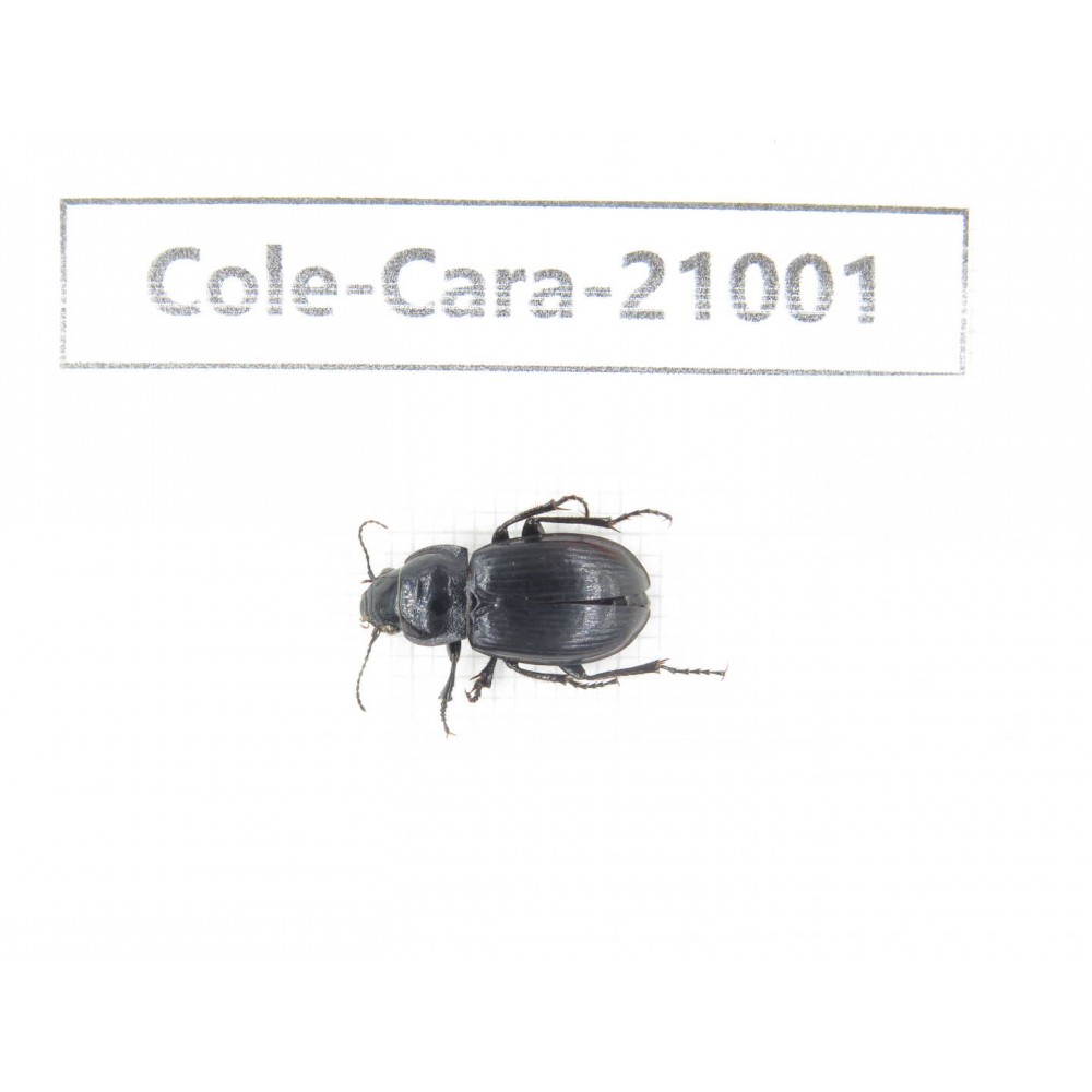 Carabidae sp. China,  Sichuan, Batang county.1Pcs. Cole-Cara-21001.