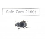 Carabidae sp. China,  Sichuan, Batang county.1Pcs. Cole-Cara-21001.