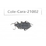 Carabidae sp. China,  Sichuan, Batang county.1Pcs. Cole-Cara-21002.