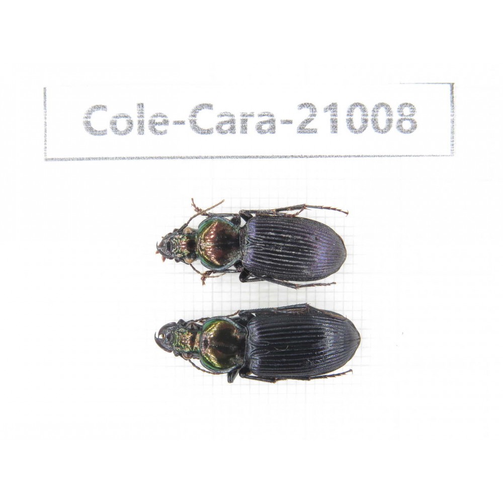Carabidae sp. China,  Guangxi, Baise, Leye county. 2Pcs. Cole-Cara-21008.