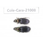 Carabidae sp. China,  Guangxi, Baise, Leye county. 2Pcs. Cole-Cara-21008.