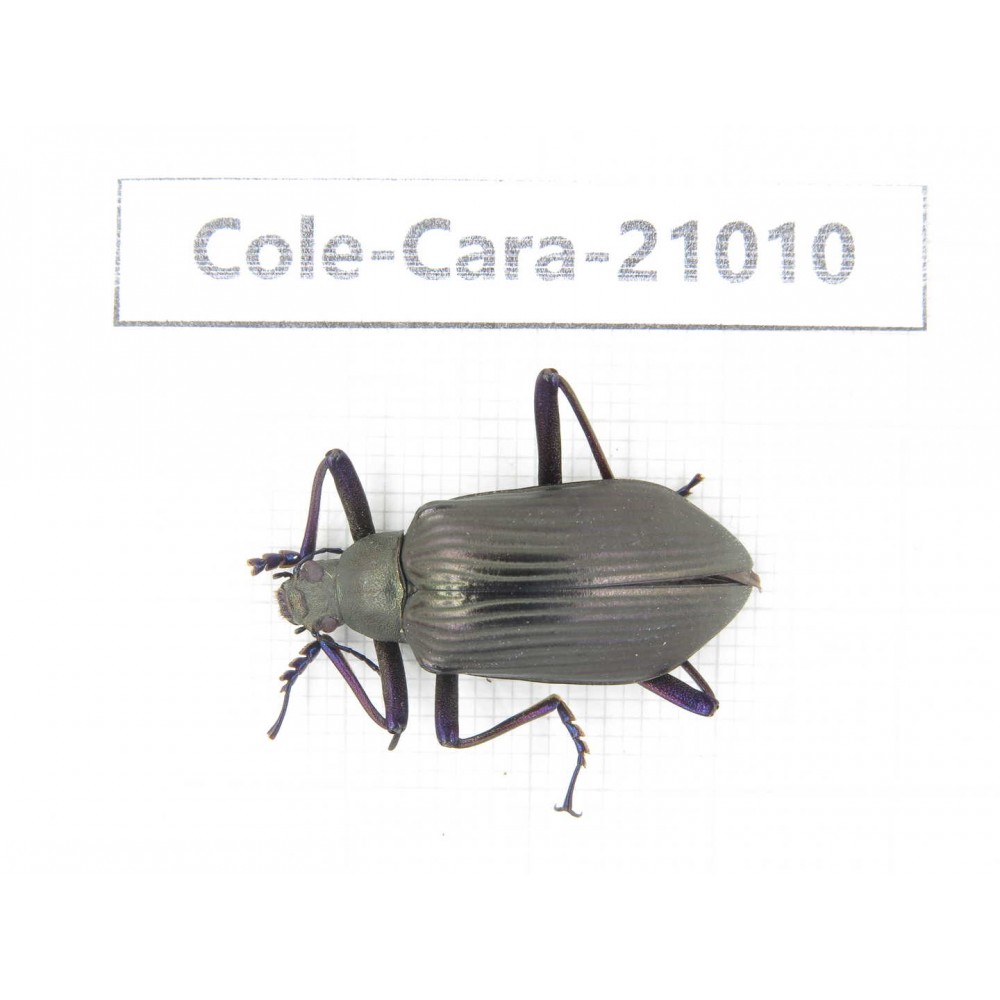 Carabidae sp. China, Guangdong, Mt.Nanling. 1Pcs. Cole-Cara-21010.