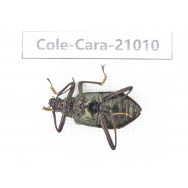 Carabidae sp. China, Guangdong, Mt.Nanling. 1Pcs. Cole-Cara-21010.