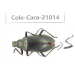 Carabidae sp. China, Guangdong, Mt.Nanling. 1Pcs. Cole-Cara-21014.