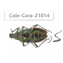 Carabidae sp. China, Guangdong, Mt.Nanling. 1Pcs. Cole-Cara-21014.