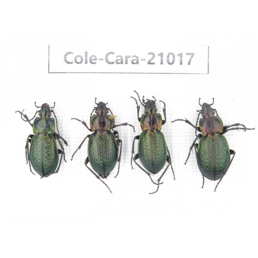 Carabidae sp. China, Heilongjiang, Mudanjiang. 4Pcs. Cole-Cara-21017.
