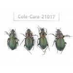 Carabidae sp. China, Heilongjiang, Mudanjiang. 4Pcs. Cole-Cara-21017.