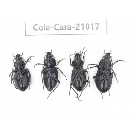 Carabidae sp. China, Heilongjiang, Mudanjiang. 4Pcs. Cole-Cara-21017.