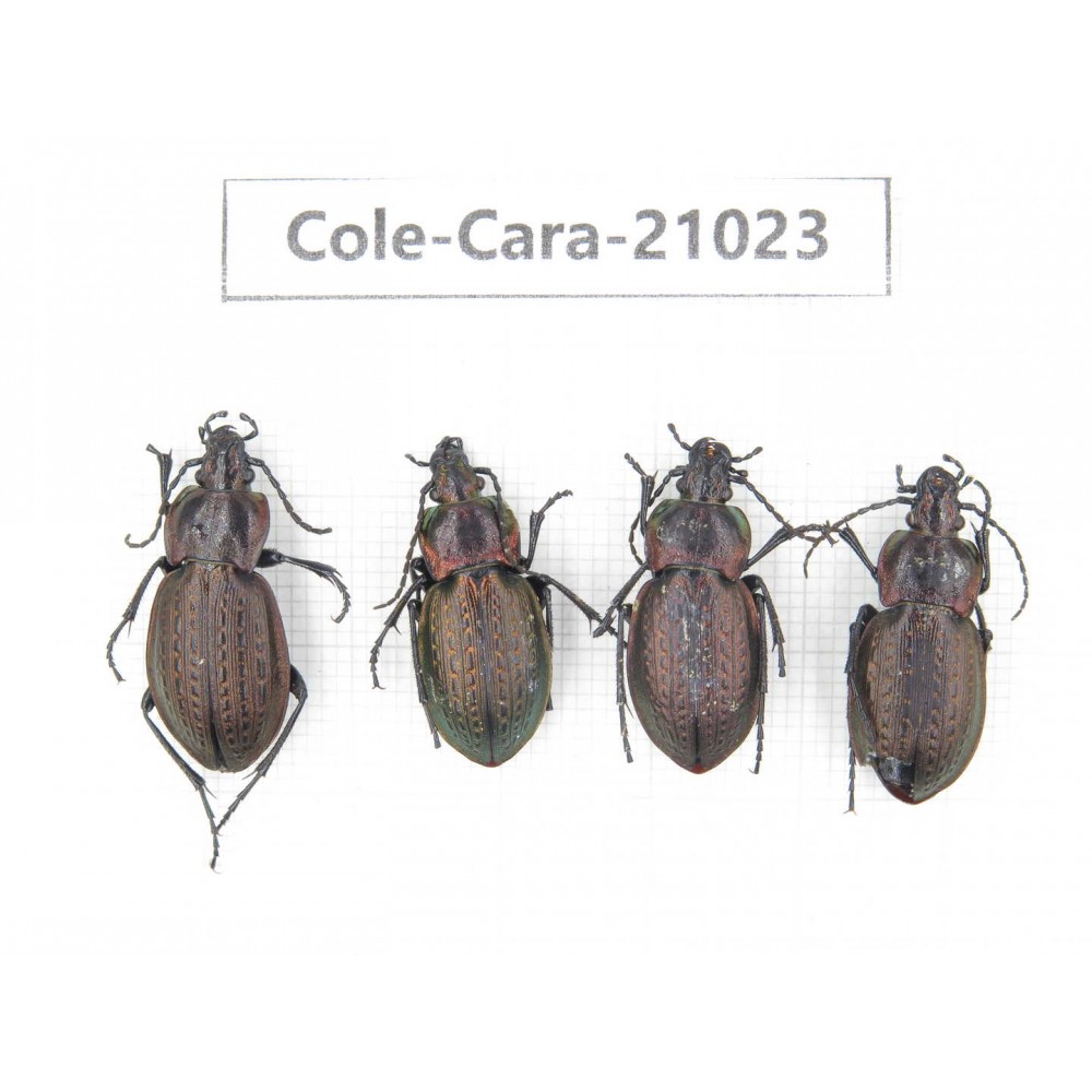 Carabidae sp. China, Heilongjiang, Mudanjiang. 4Pcs. Cole-Cara-21023.