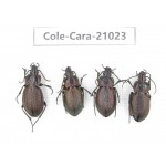 Carabidae sp. China, Heilongjiang, Mudanjiang. 4Pcs. Cole-Cara-21023.