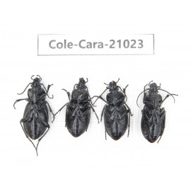 Carabidae sp. China, Heilongjiang, Mudanjiang. 4Pcs. Cole-Cara-21023.