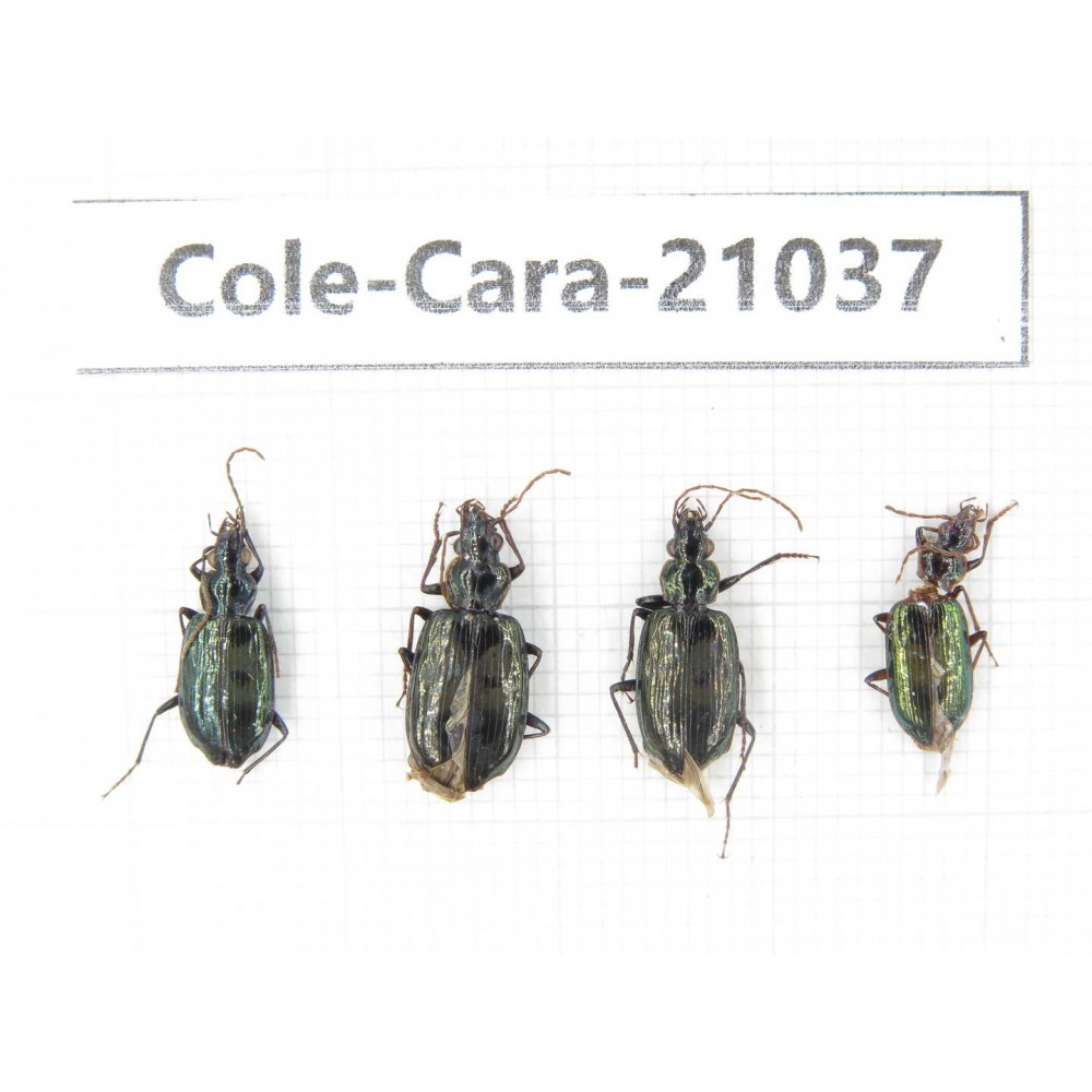 Carabidae sp. China, Tibet, Linzhi, Motuo county. 4Pcs. Cole-Cara-21037.