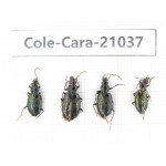 Carabidae sp. China, Tibet, Linzhi, Motuo county. 4Pcs. Cole-Cara-21037.