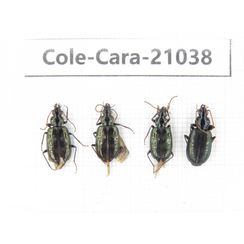 Carabidae sp. China, Tibet, Linzhi, Motuo county. 4Pcs. Cole-Cara-21038.