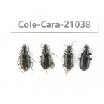 Carabidae sp. China, Tibet, Linzhi, Motuo county. 4Pcs. Cole-Cara-21038.