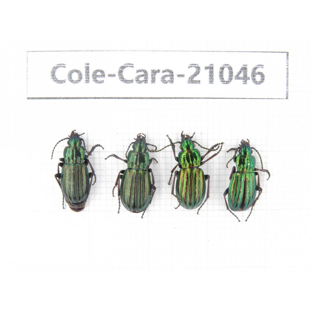 Carabidae sp. China, Tibet, Linzhi, Mt.Serkyla. 4Pcs. Cole-Cara-21046.