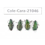 Carabidae sp. China, Tibet, Linzhi, Mt.Serkyla. 4Pcs. Cole-Cara-21046.