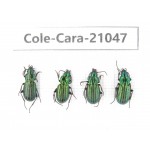 Carabidae sp. China, Tibet, Linzhi, Mt.Serkyla. 4Pcs. Cole-Cara-21047.