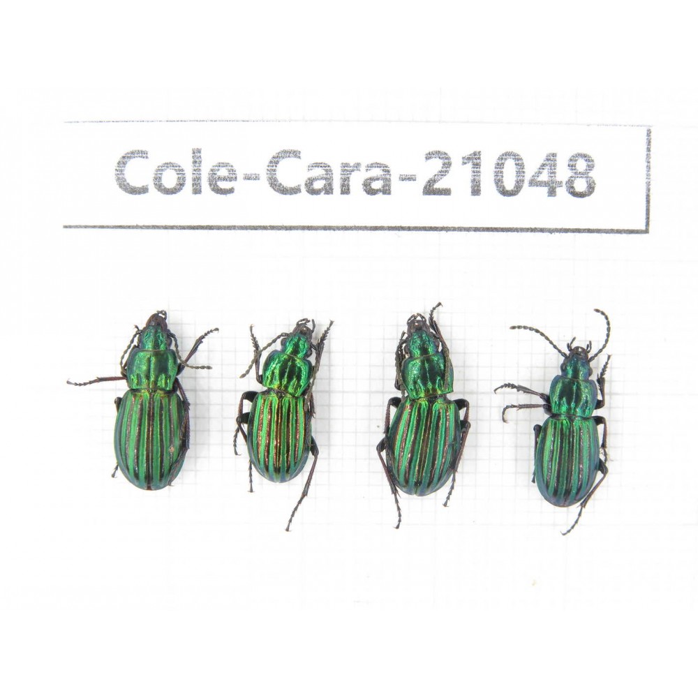 Carabidae sp. China, Tibet, Linzhi, Mt.Serkyla. 4Pcs. Cole-Cara-21048.
