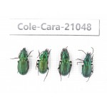 Carabidae sp. China, Tibet, Linzhi, Mt.Serkyla. 4Pcs. Cole-Cara-21048.