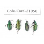 Carabidae sp. China, Tibet, Linzhi, Mt.Serkyla. 4Pcs. Cole-Cara-21050.
