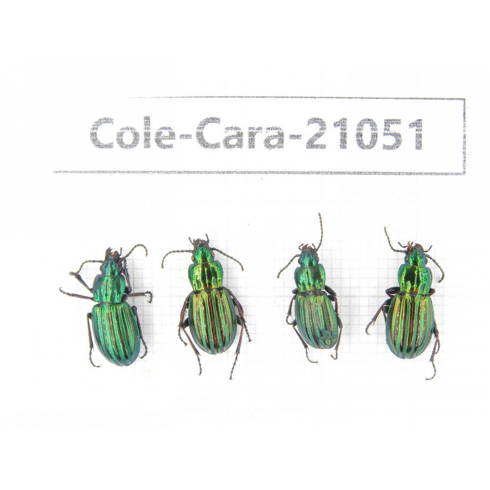 Carabidae sp. China, Tibet, Linzhi, Mt.Serkyla. 4Pcs. Cole-Cara-21051.