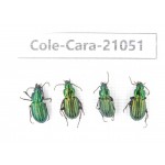 Carabidae sp. China, Tibet, Linzhi, Mt.Serkyla. 4Pcs. Cole-Cara-21051.